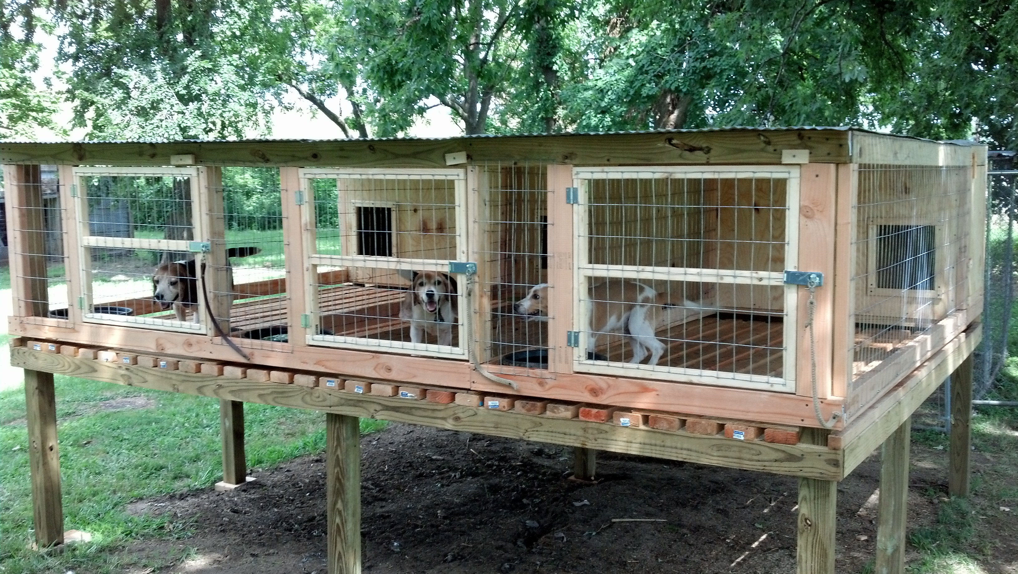 Speed Dogs Rabbit Dogs For Sale - w903q37